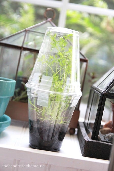 a_simple_greenhouse