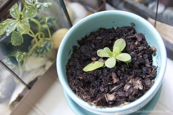 growing_a_succulent