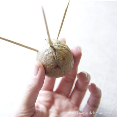 how_to_grow_an_avacado