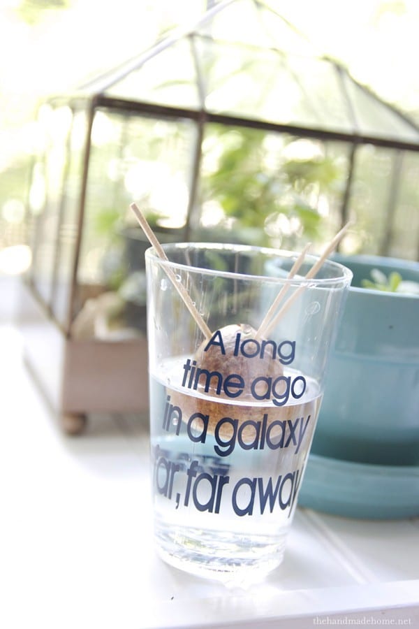 how_to_grow_an_avacado_seed simple greenhouse for kids