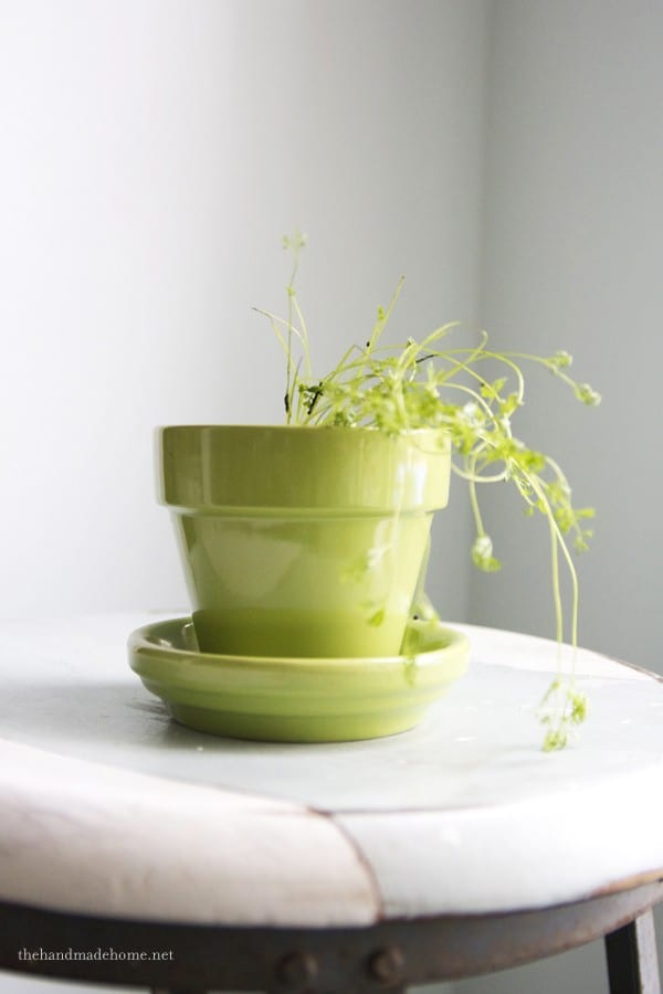 how_to_grow_carrots simple greenhouse for kids