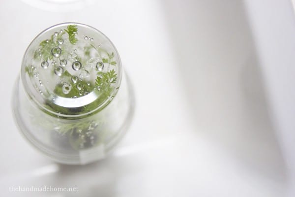 simple_greenhouse_for_kids