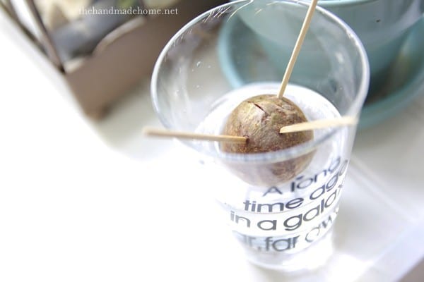 sprouting_an_avacado_seed