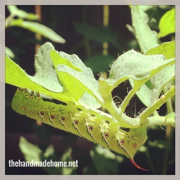 garden_pest