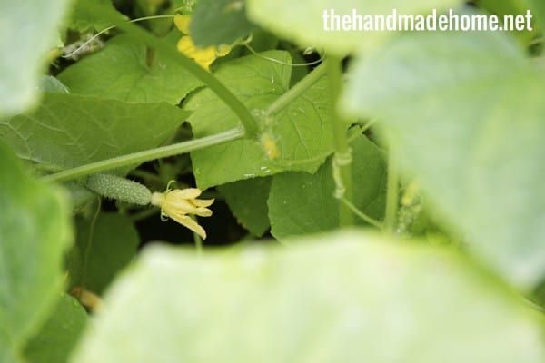 growing_cucumber
