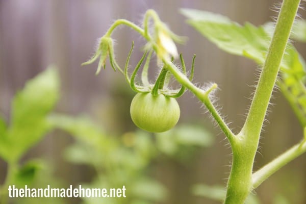 miracle_tomato