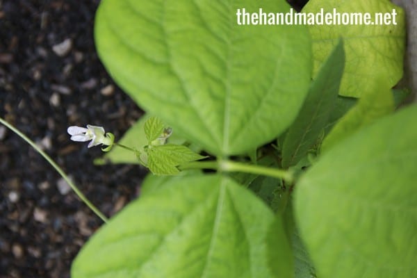 mystery_plant
