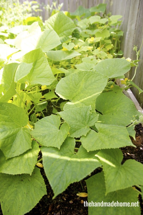 surprise_garden