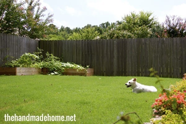 late bloomers : a surprise garden story