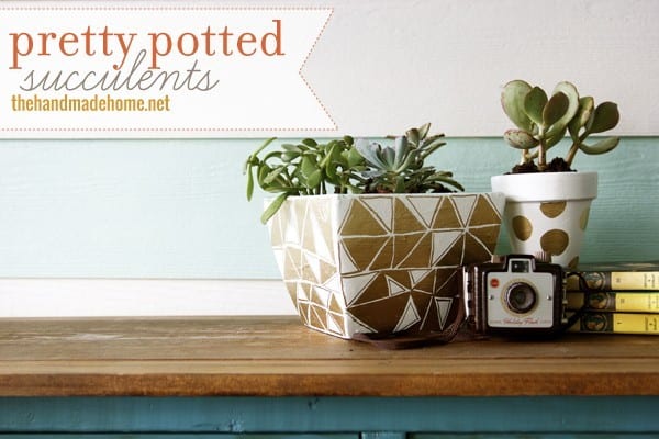 pretty_potted_succulents