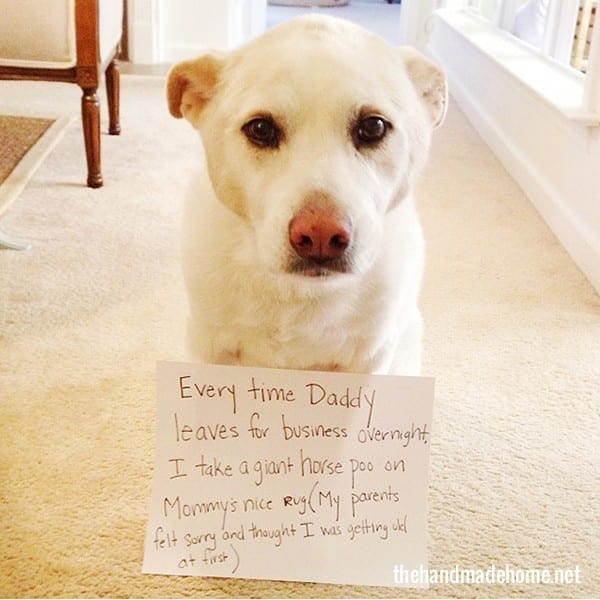 dog shaming