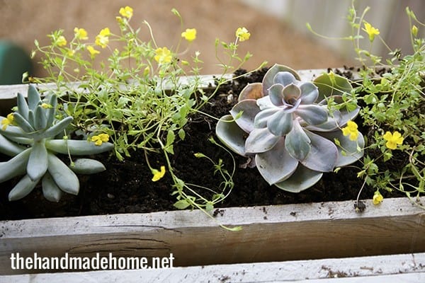 build_a_window_box