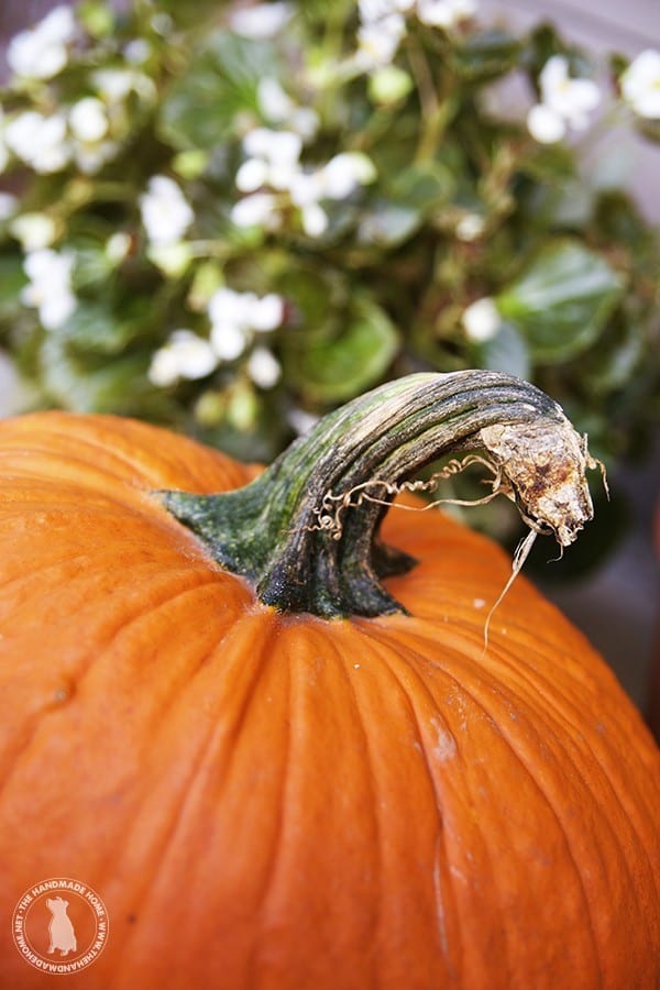 fun_pumpkin