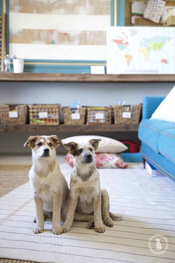 mills_academy_mascots