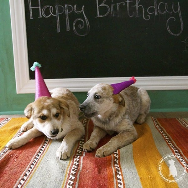 puppies