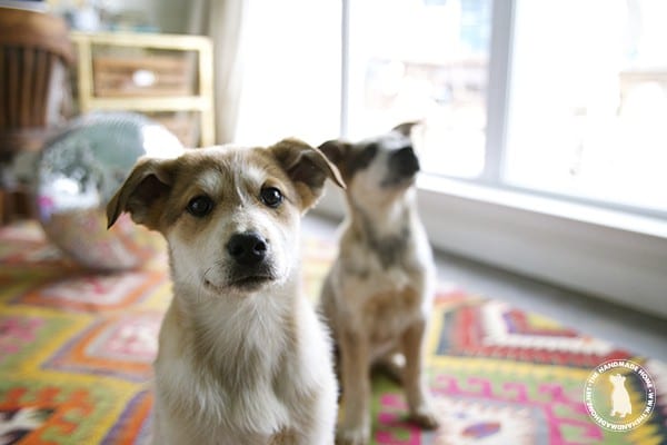 puppies_great_red_pyraheelers
