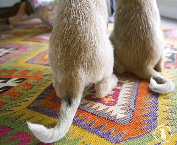 rigby_and_fitz_puppy_tails