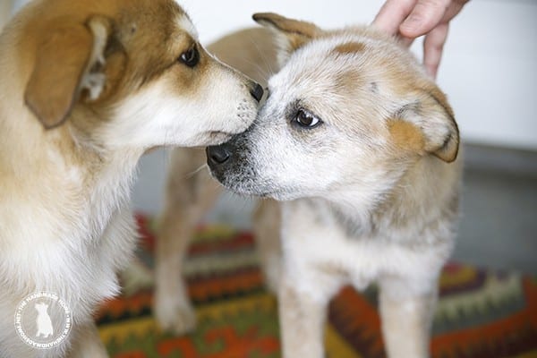 rigby_and_fitz_red_heeler