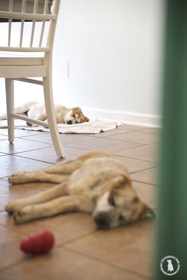rigby_and_fitz_red_heeler_great_white_pyranese_puppies
