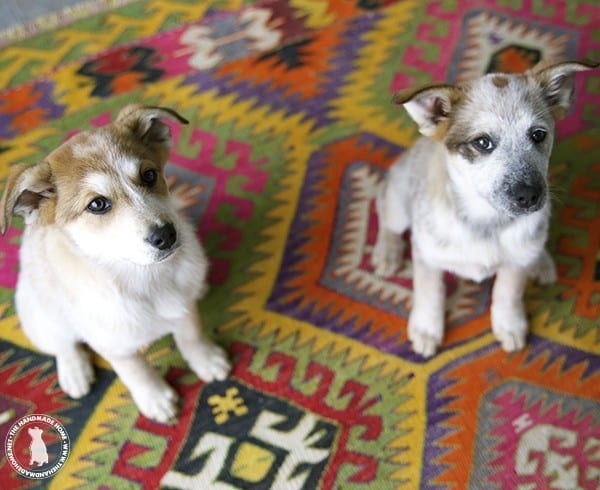 rigby_and_fitz_red_heeler_pyranese_pups