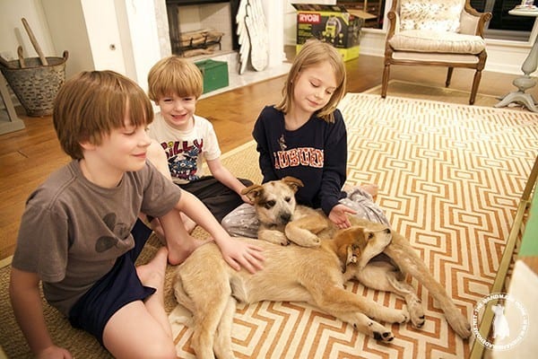 surprise_puppies