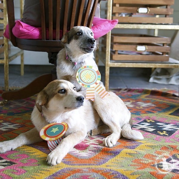 cutest_puppy_ribbon