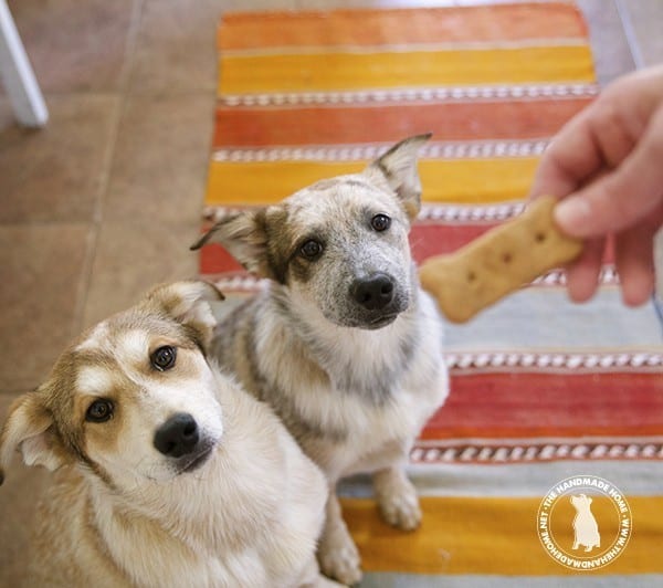homemade_treats_dogs