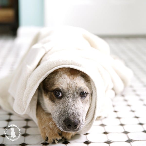 puppy_bath