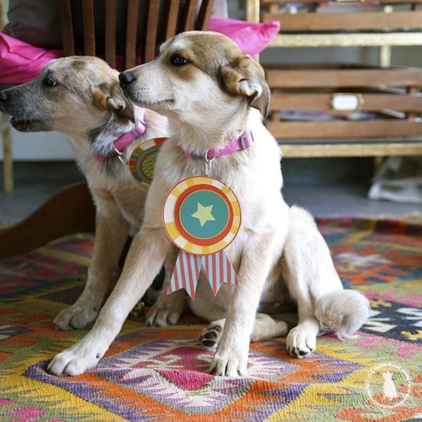 sweetest_puppies_award