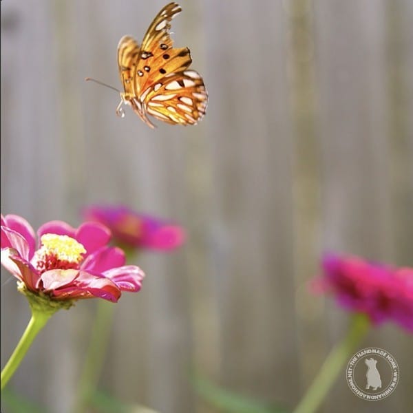 butterfly_in_garden