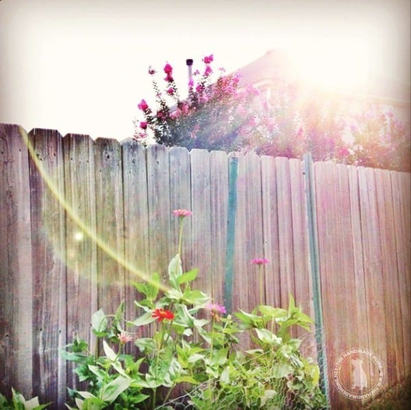 garden_flowers