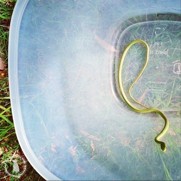 garden_snake