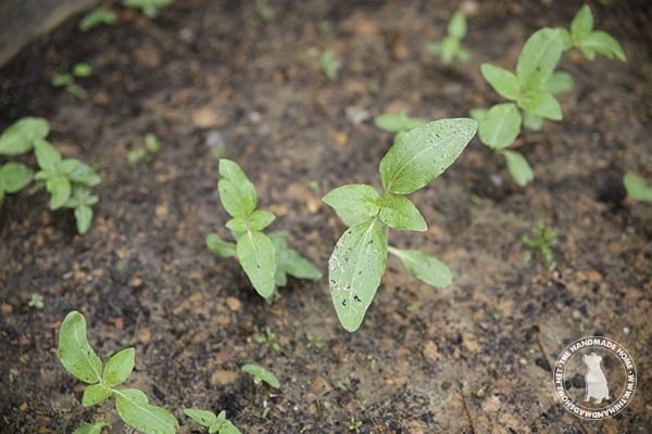 sunflower_sprouts