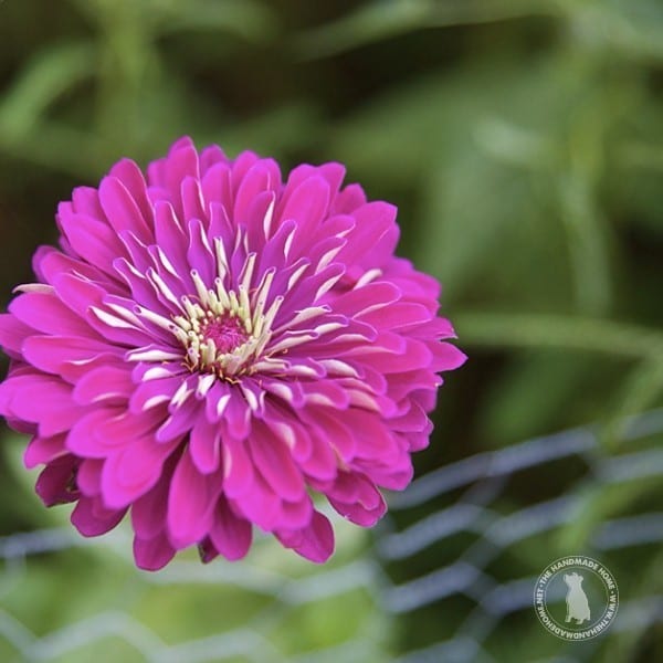 zinnia