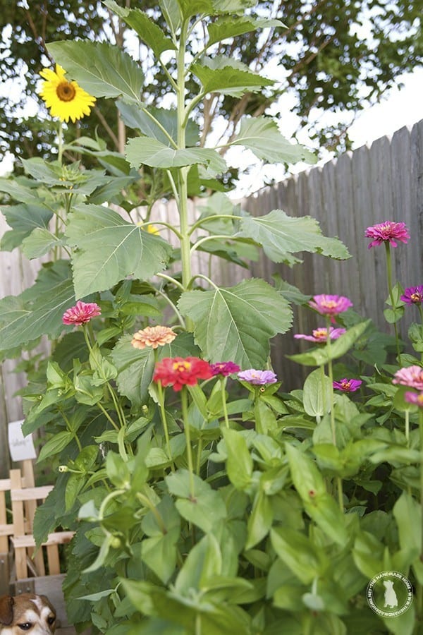 flower_garden
