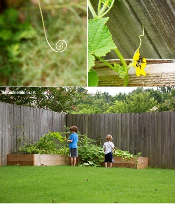 simple greenhouse for kids