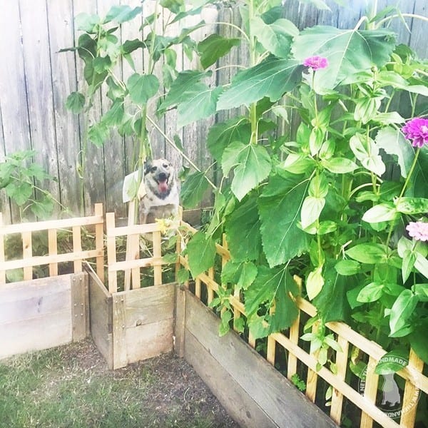 flower_garden