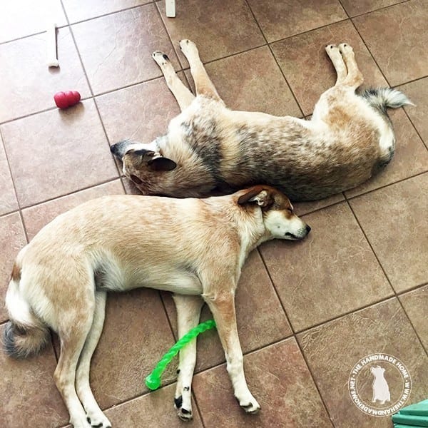 napping_pups