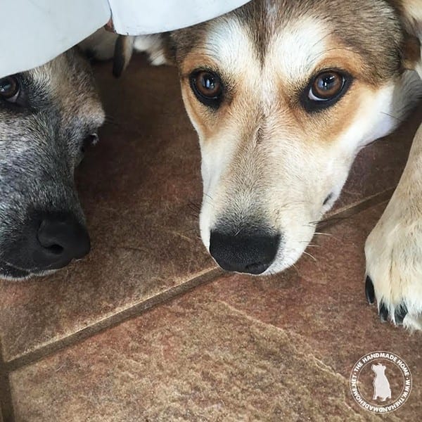 waiting-for_food
