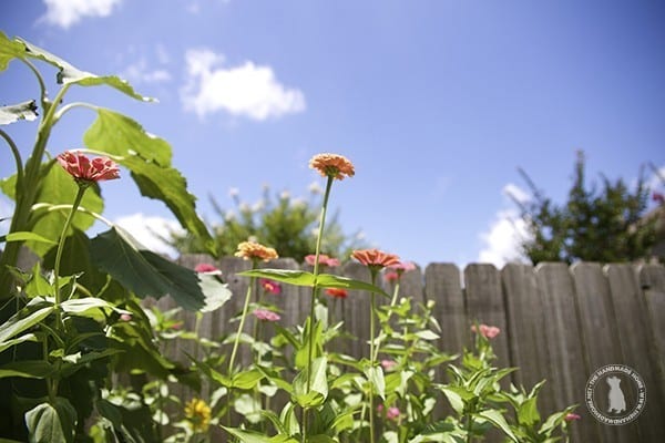zinnias