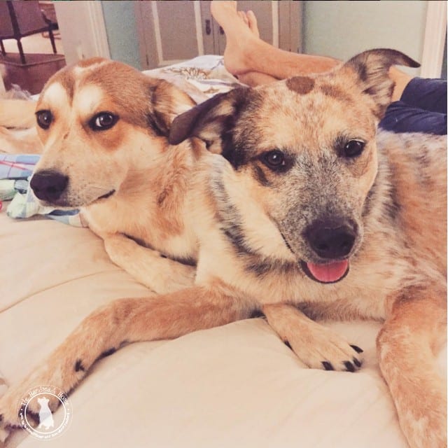 bed_hijacked