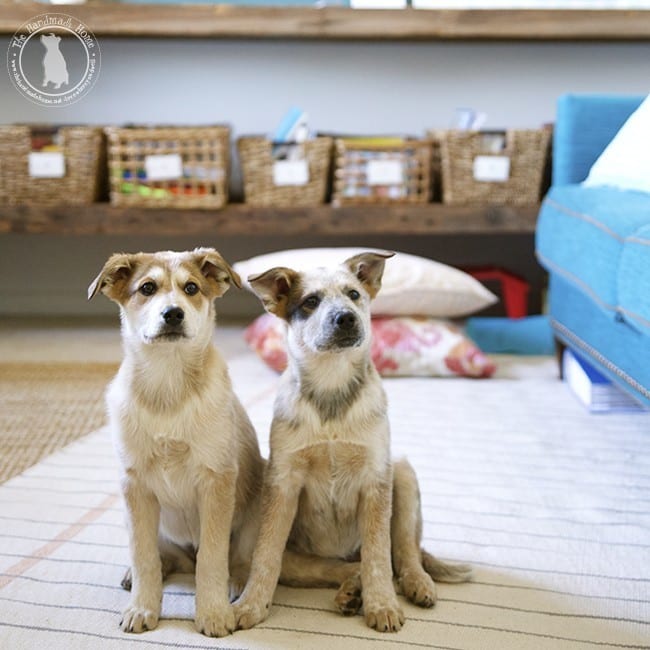 puppies