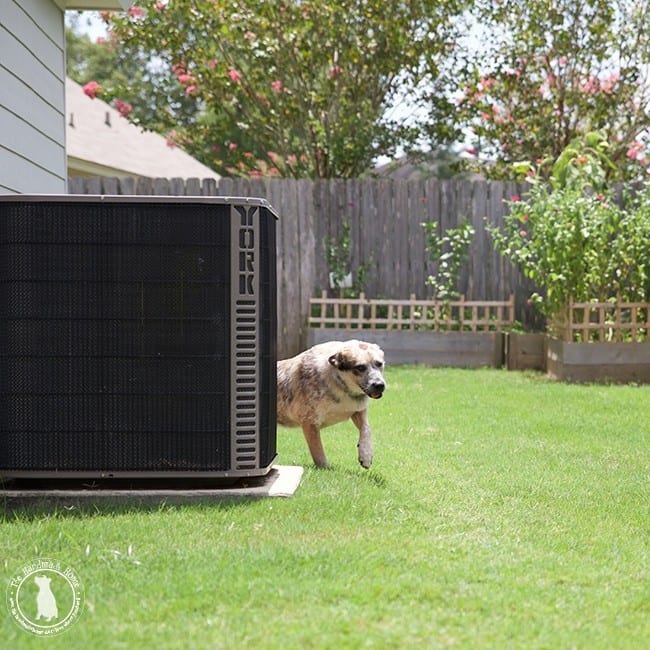 puppies_hiding_spot