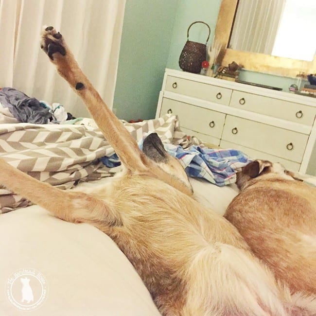 puppy_bed_invasion