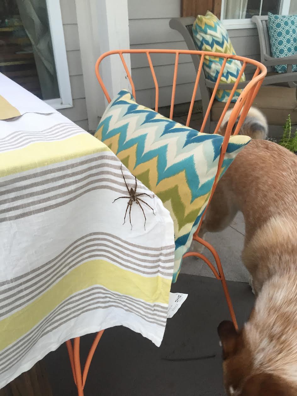 giant spider