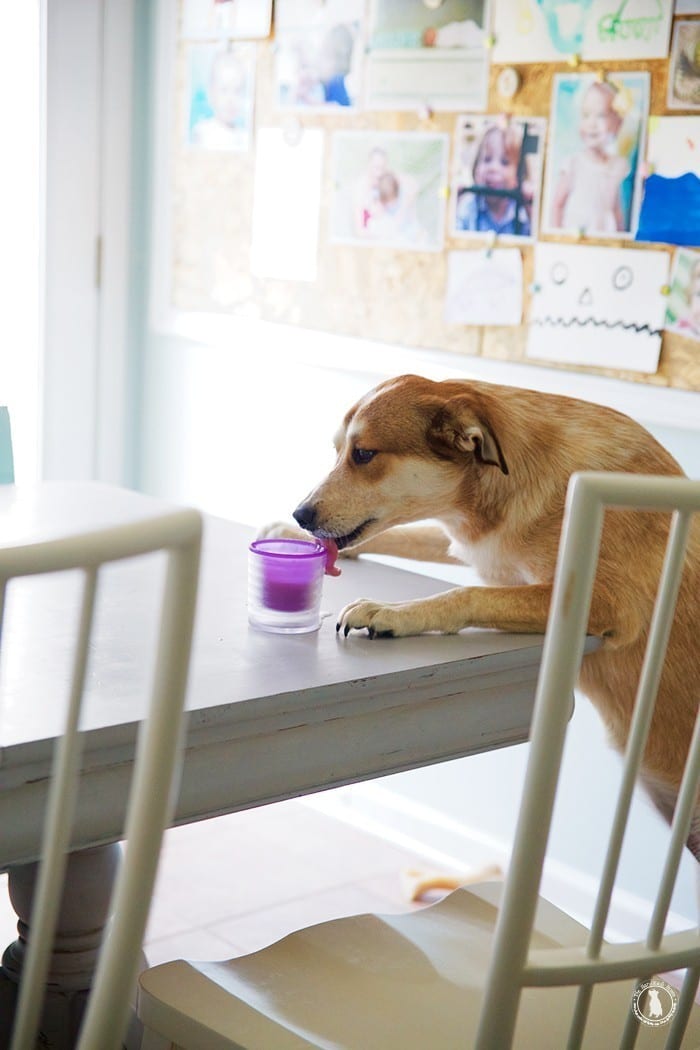 licking_the_milk