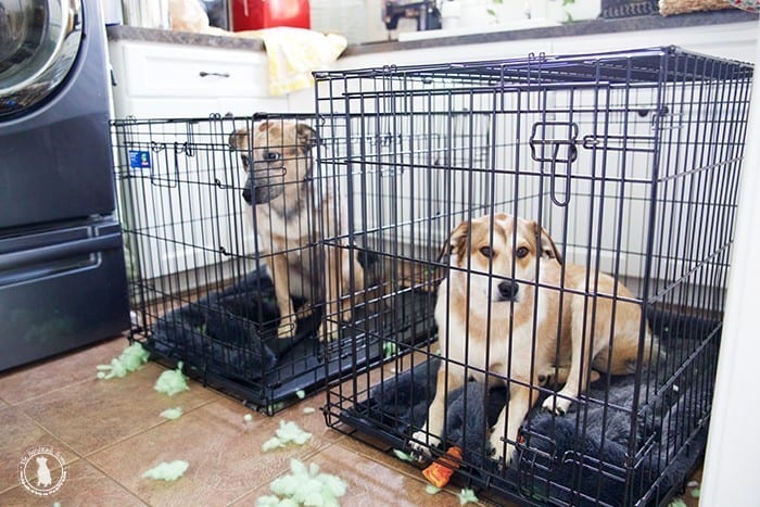 puppies_demolish_their_bed