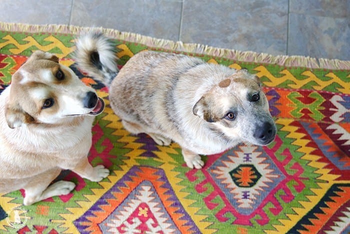 rigby_and_fitz