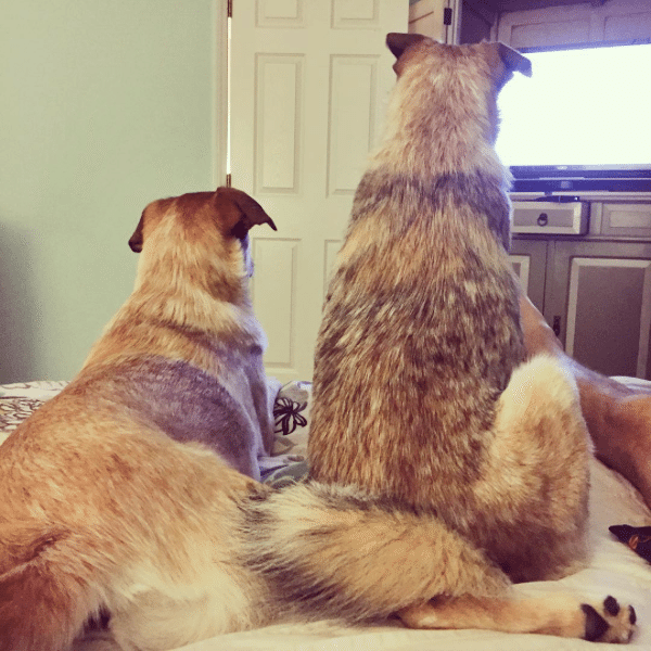 tv_with_dogs