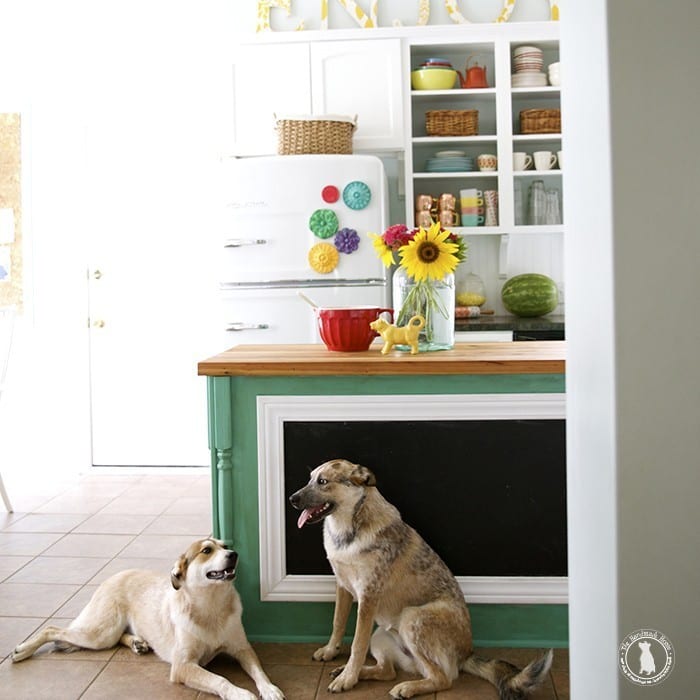 the ‘doption of rigby and fitz {and good things with pedigree}